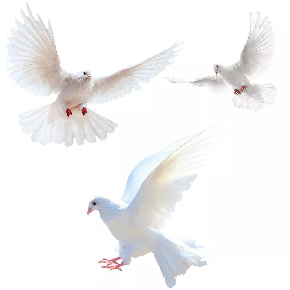 Наклейки на стену Peace Dove д – обзор и цена Xt Home Textiles